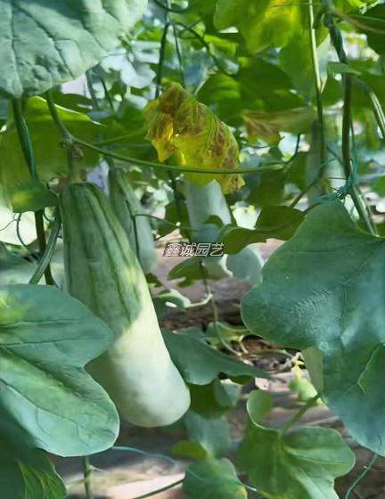 云南勐海羊角蜜甜瓜 云南勐海羊角蜜甜瓜