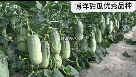2022博洋甜瓜新品种，亩产13000斤以上