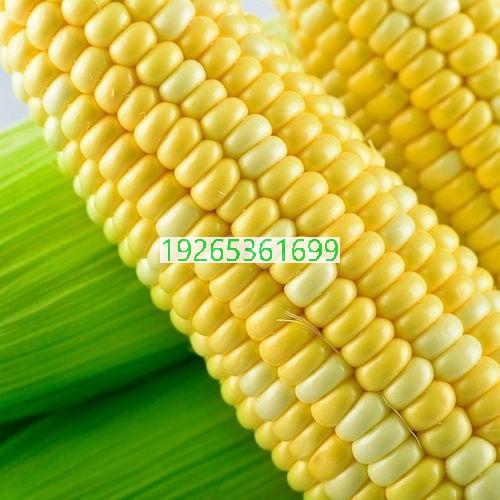 香糯甜玉米种植
