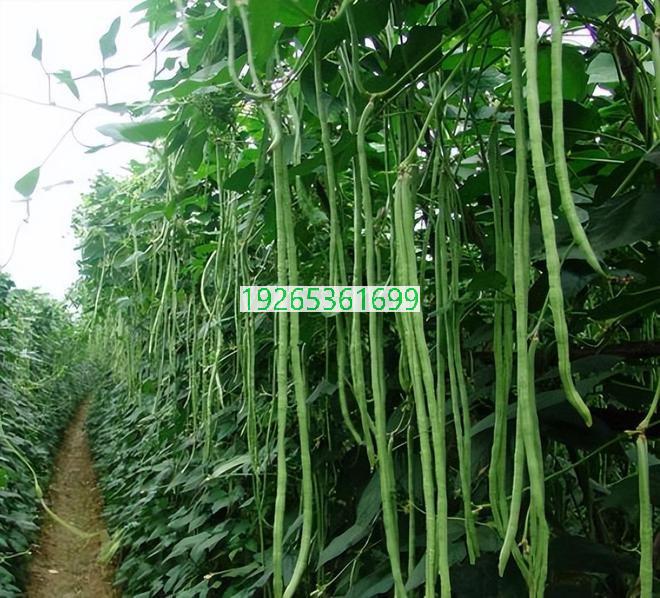 架豆 豆角种植