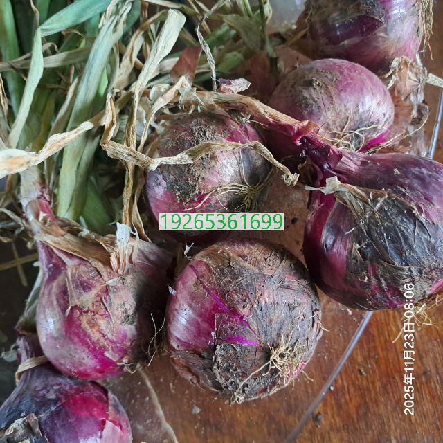 2025刚果布洋葱试种喜获丰收