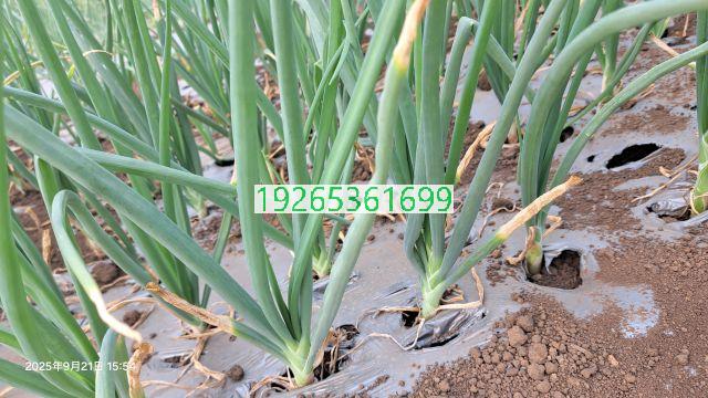 刚果布高产抗病洋葱种子