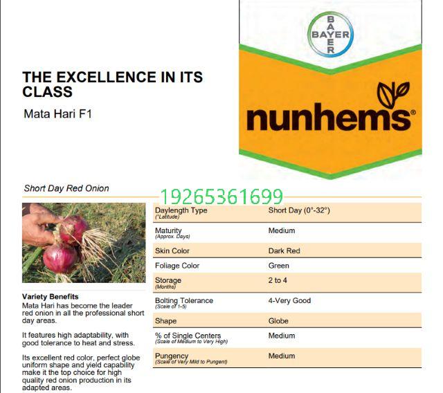 刚果布（玛塔·哈里）洋葱