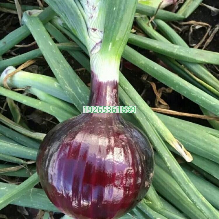 适合非洲短日照洋葱种植品种-红玉（种子） 