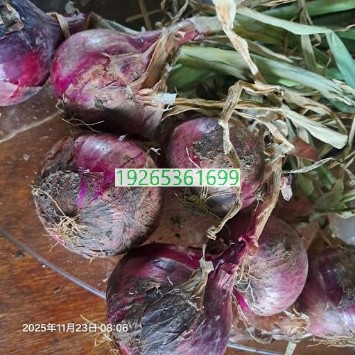 短日照洋葱种子，早熟洋葱种子