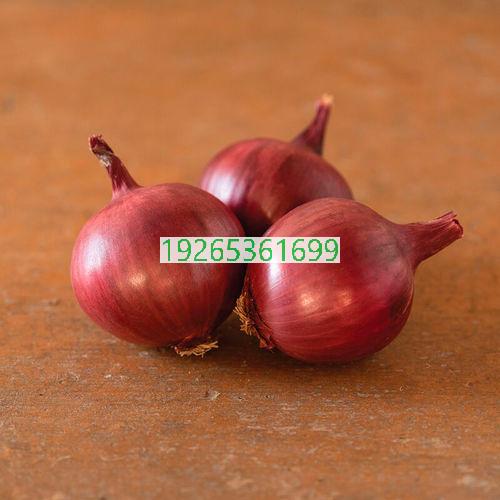 短日照耐旱洋葱品种（种子）目录